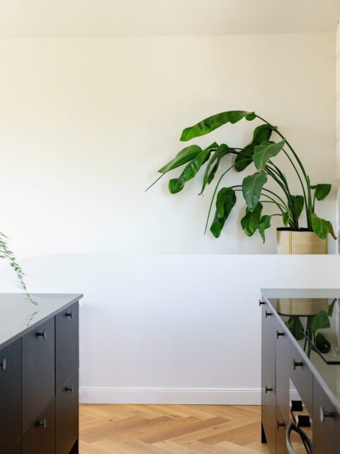 Quand nos clients aiment les plantes 🪴, on en profite pour leur créer des espaces. Comme pour le strelitzia de l’escalier .
Vraiment la plus belle des déco. 
Bonus : si vous aussi vous avez des plantes et si vous aimez les plantes, faites leur écouter cet album de Mort Gartson « Plantasia »  de 1976  il est fait pour elles 🖤
📸 @lealejeune_photographe 
#architecturedintérieur #architectureinterieurbordeaux #houseofplantlovers #plantloversofinstagram #plantasia